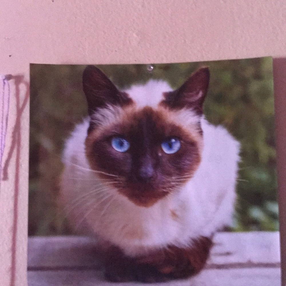 Meet your Posher, Tammy